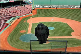 Illustration for article titled Terror From The Sky At Fenway Park